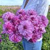 Hoa thược dược ngoại ” Dahlia Cranberry Classic " nhập khẩu