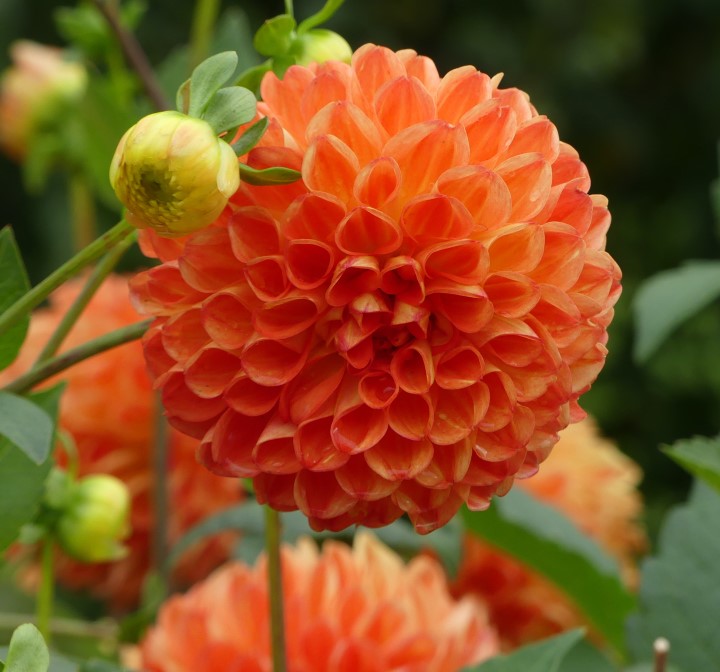 Hoa thược dược ngoại ” Dahlia Safe Shot " nhập khẩu Hoa thược dược ngoại ” Dahlia Safe Shot " nhập khẩu