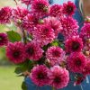 Hoa thược dược ngoại ” Dahlia Muchacha " nhập khẩu