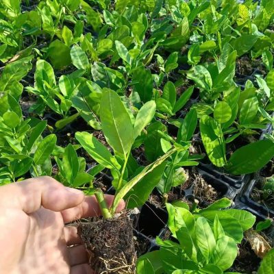 cây giống chanh vàng mỹ dâm cành