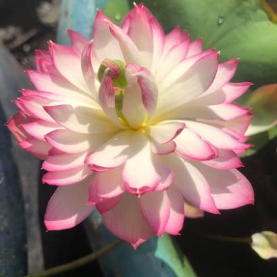 HOA SEN MINI ” Hạc đỉnh hồng ”