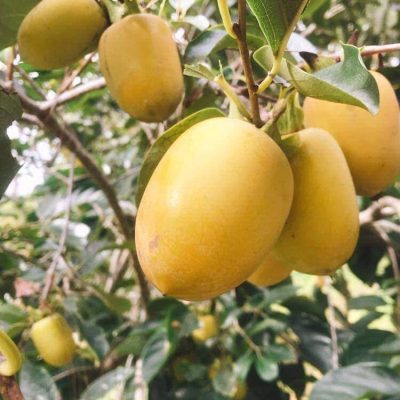 CÂY GIỐNG ” HỒNG GIÒN ĐẶC BIỆT - HỒNG GIÒN NOEL ”