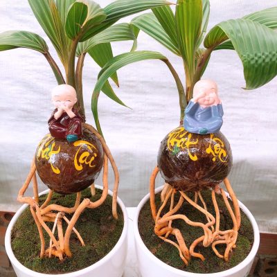 chậu dừa bonsai mini 1 thân CHỮ :  PHÁT TÀI - PHÁT LỘC - trang trí bàn làm việc hay làm quà tặng tân gia, ngày Tết...