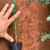 Cây Khuynh Diệp (Eucalyptus cinerea ,Silver dola, Lá Bạc, Lá Táo) – Cây Phong Thủy, dùng cắm hoa trang trí và làm đẹp không gian- cây giống ươm bầu nhập khẩu