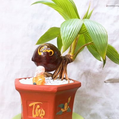 chậu dừa bonsai mini 1 thân CHỮ : TÂM -TÀI - LỘC - ĐỨC - PHÚC -THỌ - NHẪN - cực nhiều mẫu - ảnh thật - trang trí bàn làm việc hay làm quà tặng tân gia, ngày Tết...