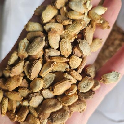 Hạt Giống Mướp Đắng/ Khổ Qua Xanh trái dài (Momordica charantia) – 1KG