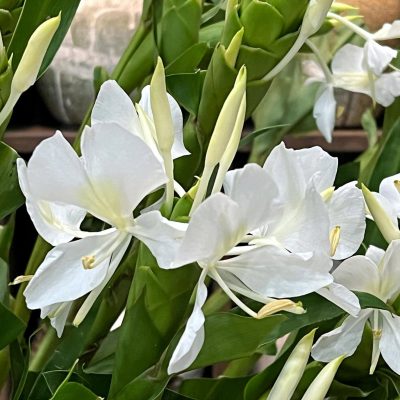 cây giống hoa bạch yến ( Ngải Tiên , hoặc Nhài bướm )