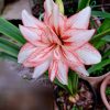 Củ Hoa huệ tây Amaryllis ” Tóc  Rối  - Professor Of The United States ” nhập khẩu