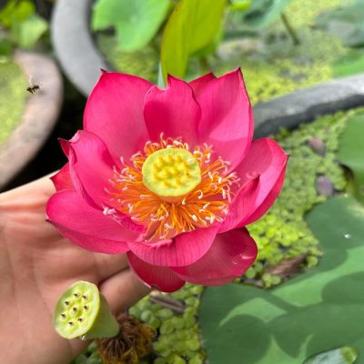 HOA SEN MINI ” Wali Red  ”