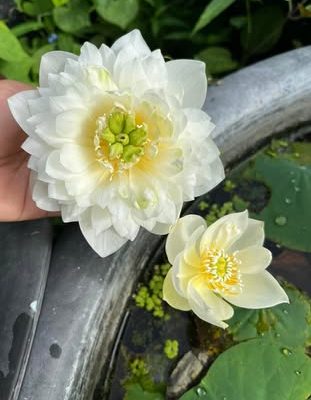 HOA SEN MINI ” Bạch ngọc  ”