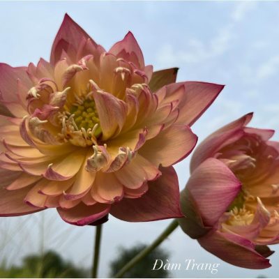 HOA SEN ” Jinse Lotus ”
