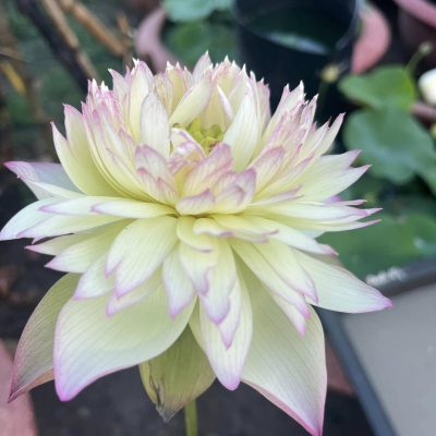HOA SEN ” Ánh Sáng Của Phật ( Nanzhao Budda Light ) ”