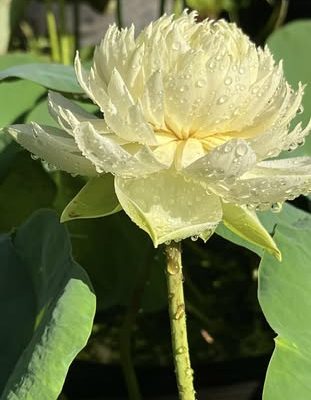 HOA SEN ” Hawaiyan White ( DT01) ”