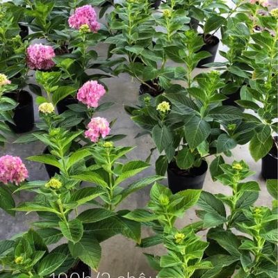 CHẬU Hoa Cẩm Tú Cầu Nhiệt Đới PHÚ QUỐC  - CHẬU ĐANG HOA, TO ĐẸP