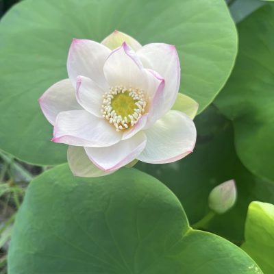HOA SEN MINI ” Faerie ( Tiên nữ ) ”
