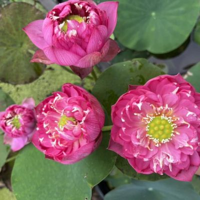 HOA SEN MINI ” Pink Butterfly's Love ”