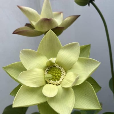 HOA SEN ” Xanh Jade in Jiling ”