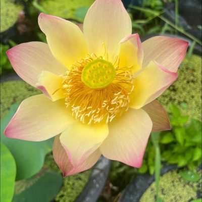 HOA SEN ” Mùa Thu Lục Thành 鹿城秋  ”