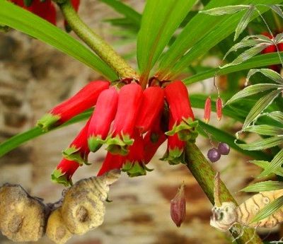 cây giống thảo dược :  " Cây Hoàng tinh đỏ (Polygonatum kingianum)"