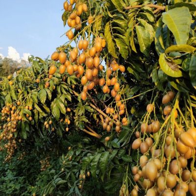 CÂY QUẤT HỒNG BÌ GUIFEI (贵妃甜黄皮) - cây nhập khẩu