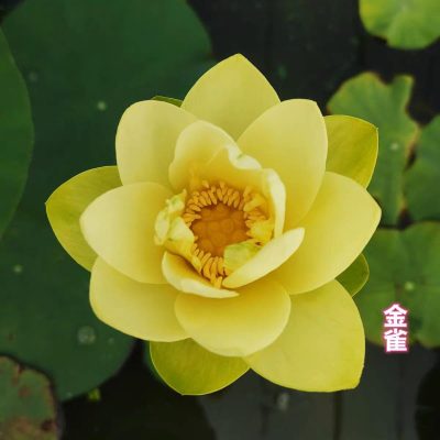 HOA SEN ” GoldFinch 金雀 ”