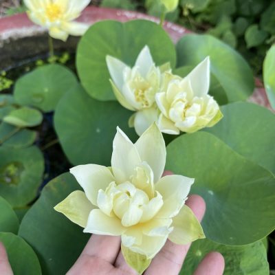 HOA SEN MINI ” Jihe - Trường An Wanyu ”