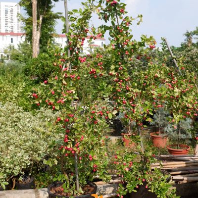 Chậu Cây siro to - cây to sẵn quả