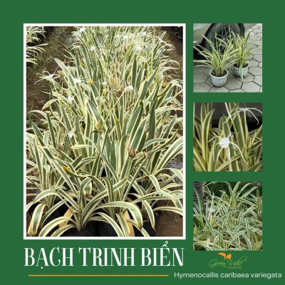 Cây BẠCH TRINH BIỂN Cẩm Thạch- nhập khẩu