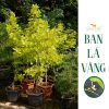 Cây Ban Lá Vàng - Dendrobium umbellatum - nhập khẩu