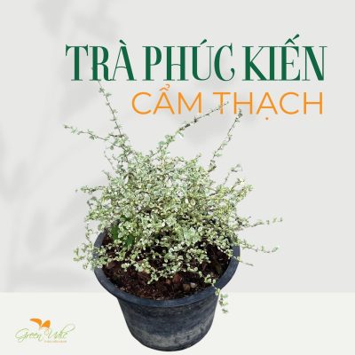 Cây Trà Phúc Kiến Cẩm Thạch – Xinh xắn, nổi bật mọi góc vườn- nhập khẩu