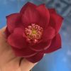 HOA SEN MINI ” Red Pearl ”