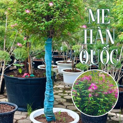 Cây Me Hàn Quốc dáng tree - nhập khẩu