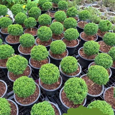 Cây Toàn Cầu – Vẻ đẹp tròn đầy, xanh mướt như viên ngọc nhỏ giữa vườn - nhập khẩu