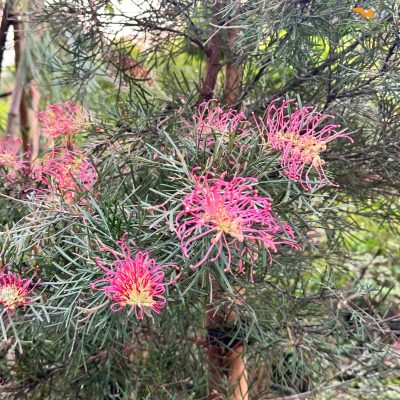 Cây bách chanh Grevillea Spirit of Anzac - nhập khẩu