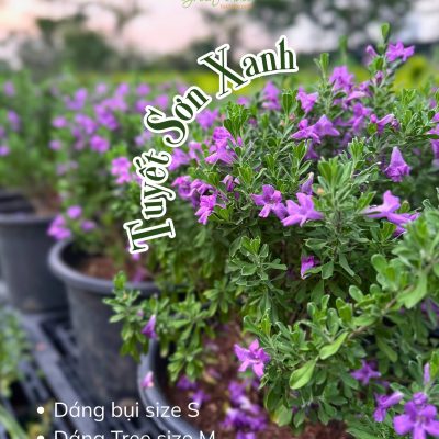 Cây Tuyết Sơn Xanh – Thanh thoát và sang trọng trong từng tán lá - cây nhập khẩu
