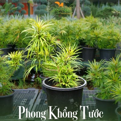 Cây Phong Khổng Tước Vàng – cây cảnh “vương giả” trong giới sân vườn - nhập khẩu
