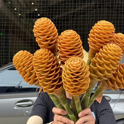 CÂY  GIỐNG HOA ” Zingiber spectabile Golden Glory - hoa gừng tổ ong màu vàng " nhập khẩu - cây giống ươm mô ra bầu ổn định đảm bảo
