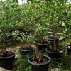 Cây xà bần (thường được gọi chính xác hơn là cây bần)