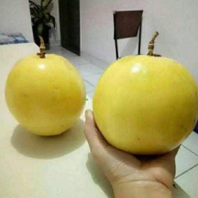 chanh leo hoàng kim đài loan  " Big Mac Golden Passion Fruit "  siêu to khổng lồ, cực ngon ngọt thơm NHẬP KHẨU