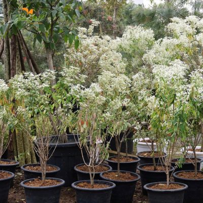 Chậu hoa Bạch Tuyết Mộc nhập khẩu