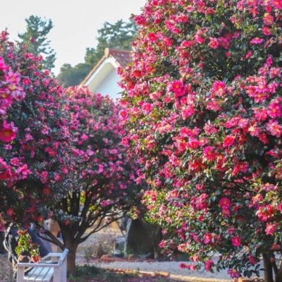Chậu hoa Sơn Trà (Camellia) nhập khẩu