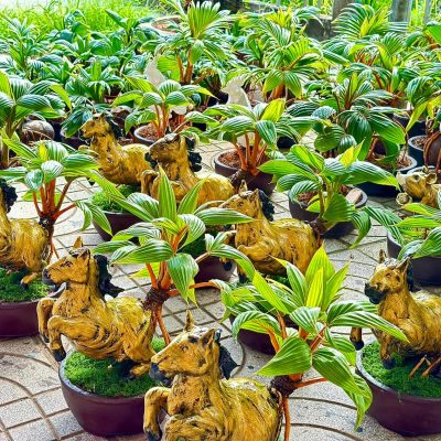 Dừa bonsai mini hình ngựa - tuổi ngựa - năm ngựa