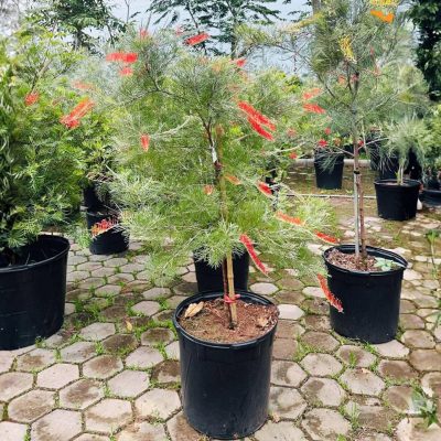 Cây bách chanh lông chim Grevillea Scarlet Moon – Đỏ rực rỡ, nổi bật như ánh trăng đỏ trong đêm- nhập khẩu