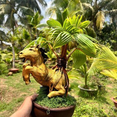 Dừa bonsai mini hình ngựa - MÃ ĐÁO THÀNH CÔNG
