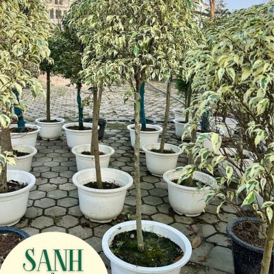 Cây Sanh Cẩm Thạch dáng tree nhập khẩu