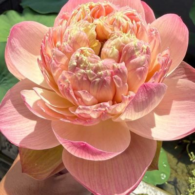 HOA SEN ” Qiuhuai ” -Sai hoa - Cành cứng, khoẻ - Dày cánh, Bền hoa
