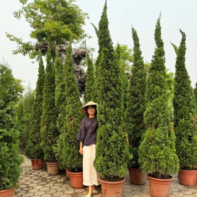 Cây Tùng Ý (Italian Cypress) cao 1m-1.5m -2m -2,5m-3m -3,5m-4m-5m nhập khẩu
