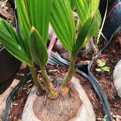 Phôi dừa bonsai mini 3 thân (3 mộng , 3 đọt ) - cực nhiều size - ảnh thật