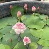 HOA SEN MINI ” Vân Thương  ”