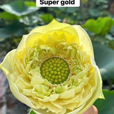 HOA SEN ” SUPER GOLD ” -Sai hoa - Cành cứng, khoẻ - Dày cánh, Bền hoa